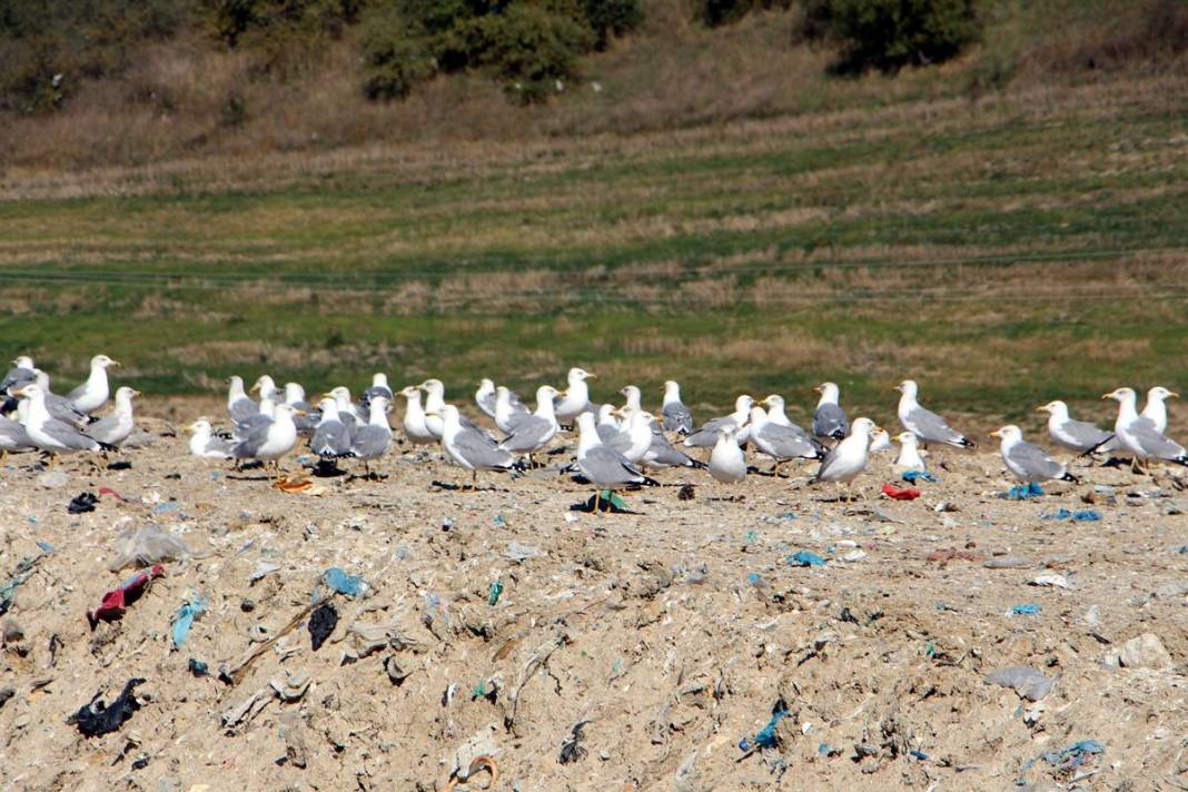 'Katil martı' paniği: Güvercinleri kurabiye gibi yiyorlar! 12